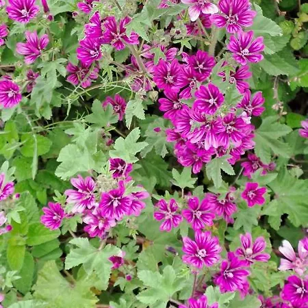 Appartamento A 20 Passi Dal Mare